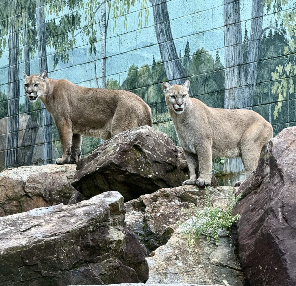 IMG 2159