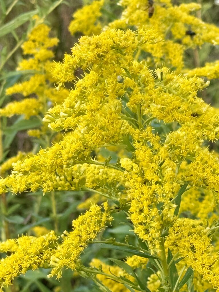 Yellow flowers