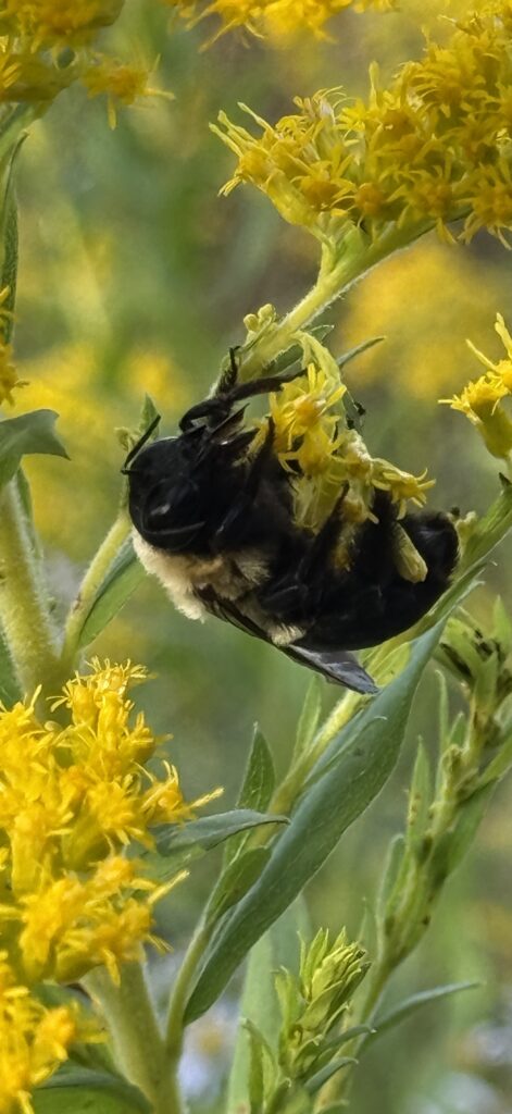 Bee