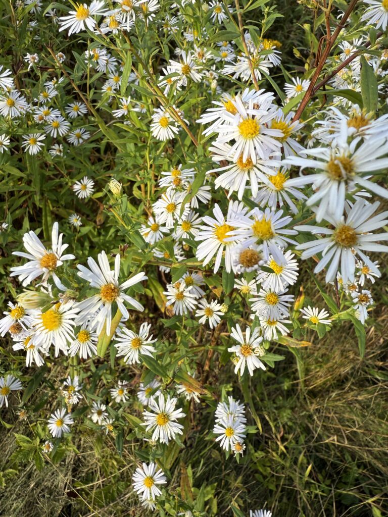 Daisies