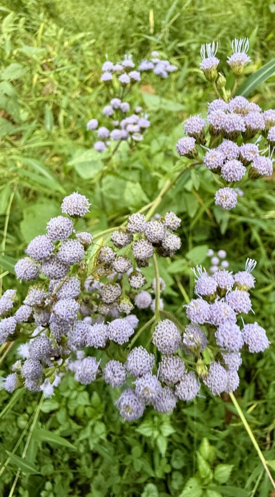 Jumonville Glen Laurel Highlands