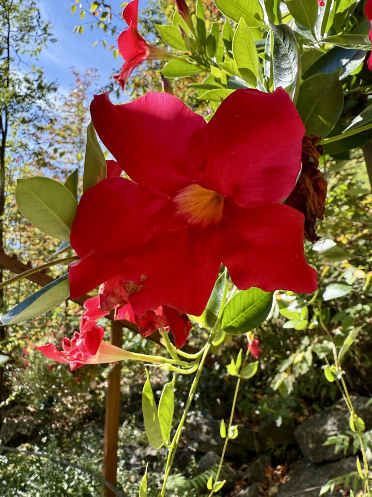 Red flower