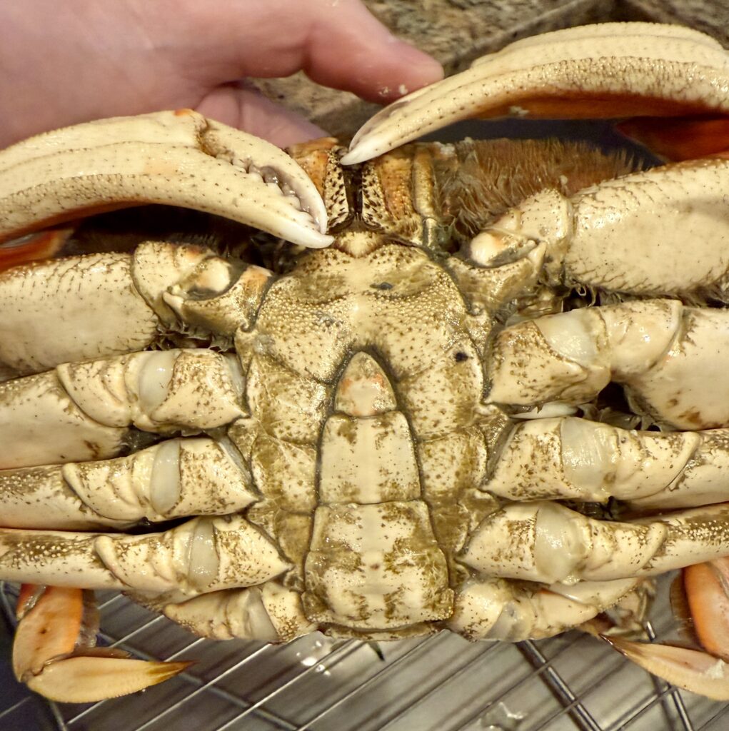 Dungeness Crab, Dungeness Crab with Zesty Ginger-Garlic Butter: A Pacific Northwest Delicacy