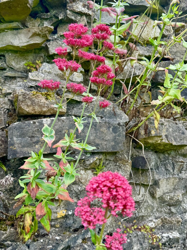 Trim Castle flowers