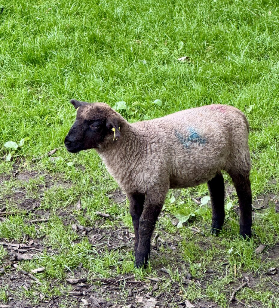 Bunratty sheep