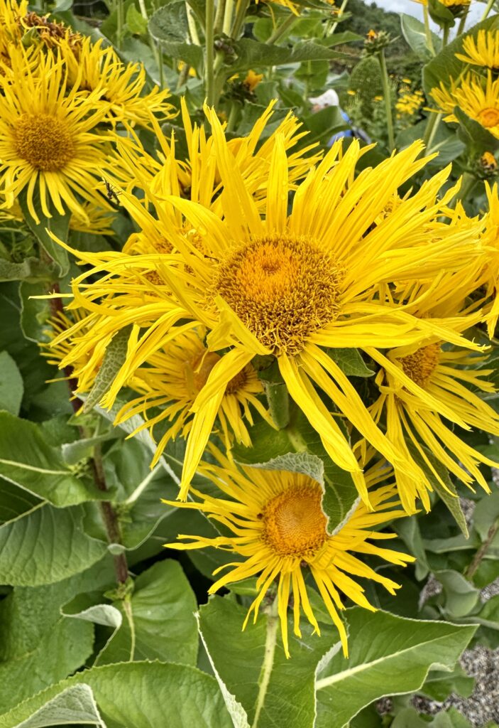 Yellow flower