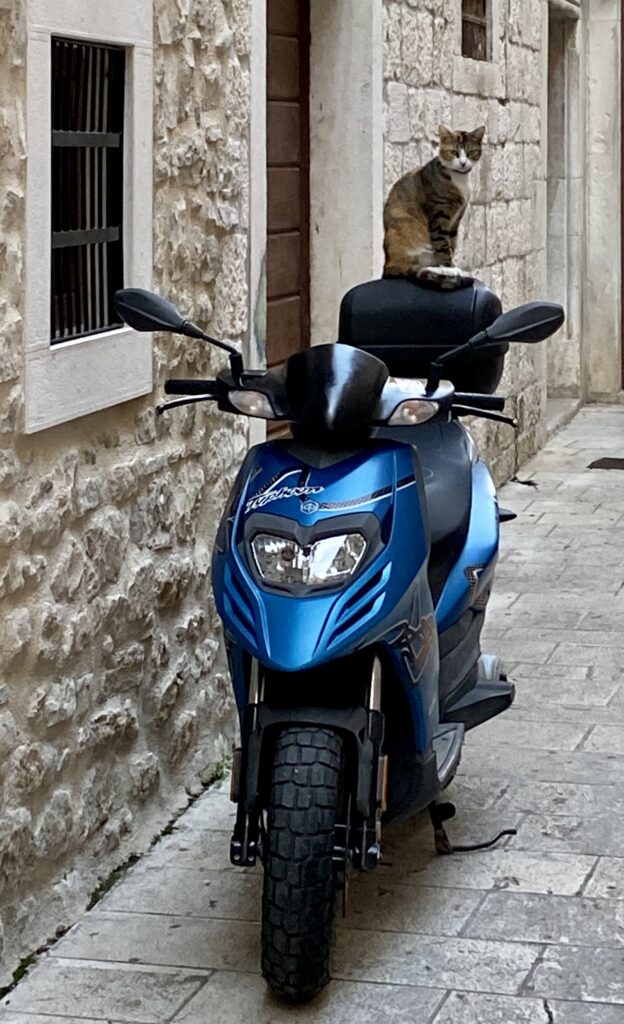 Cat in Trogir