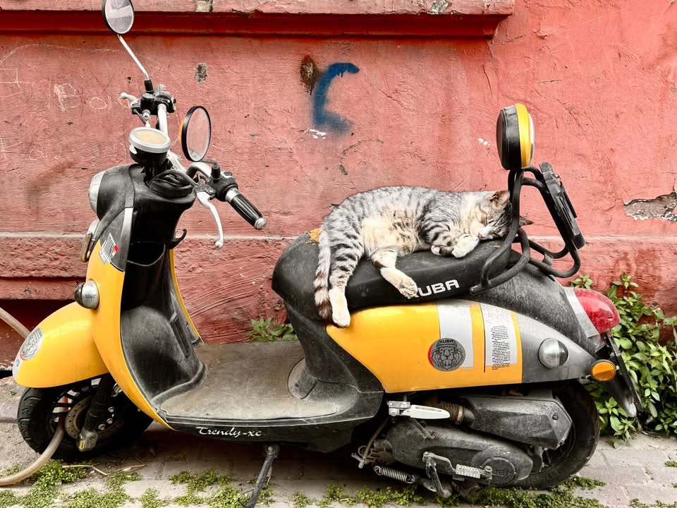 Oh those cats in Turkey