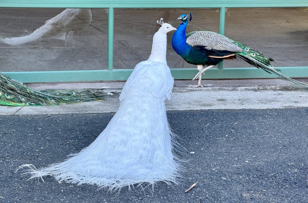Peacocks