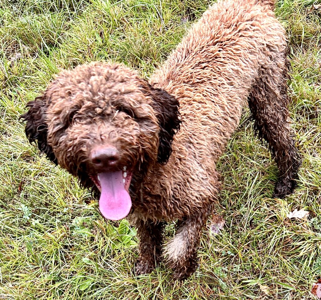 Our cute truffle hunter