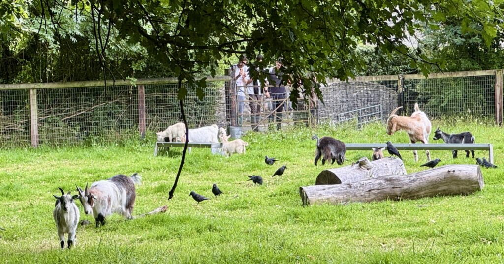 Animals at Bunratty