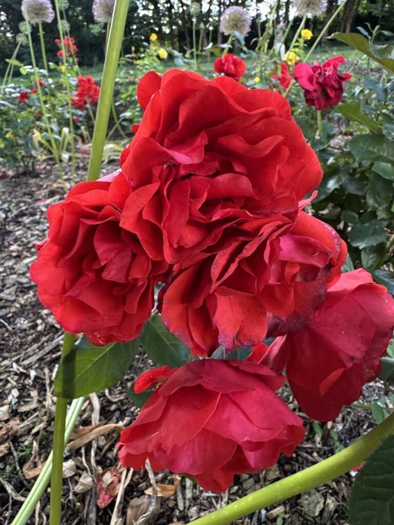 Flowers