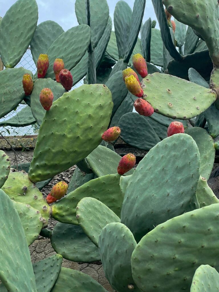 Cactus on site