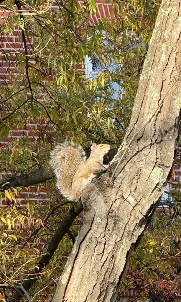White squirrel