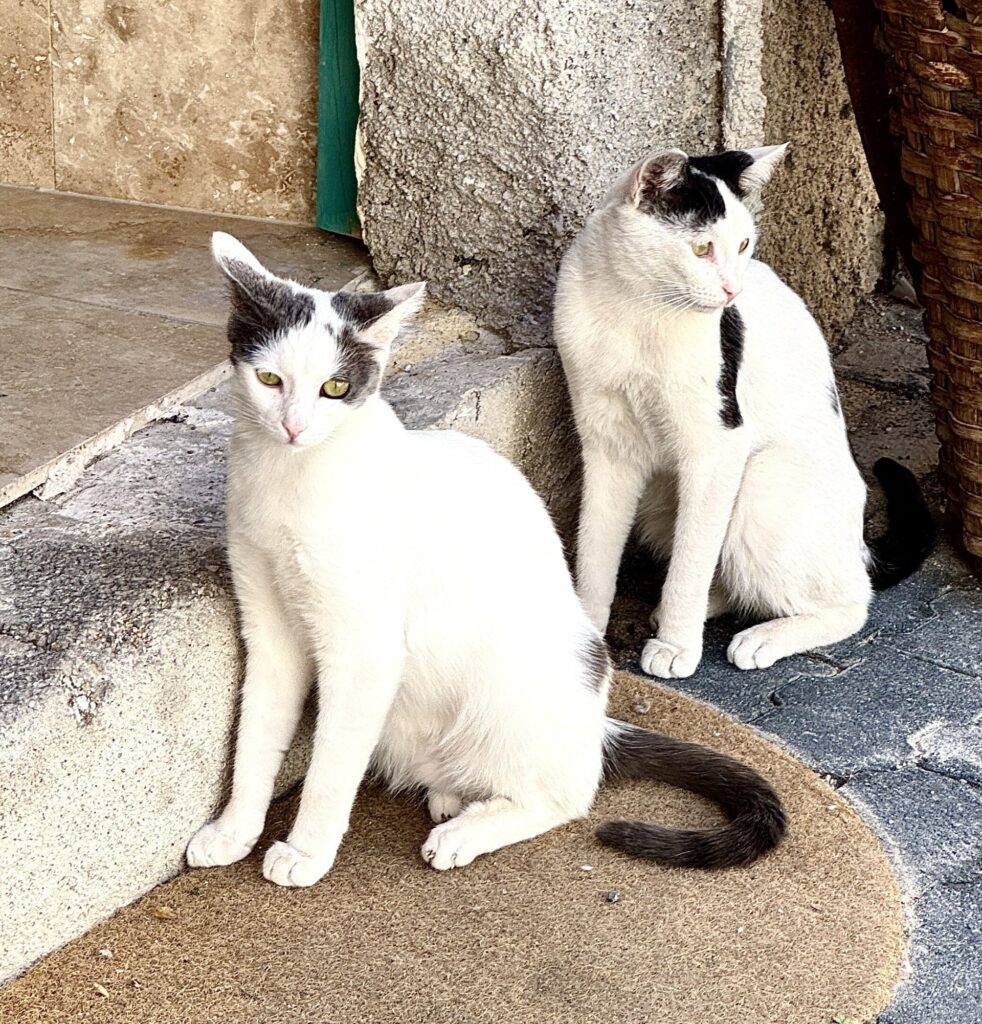 Cats