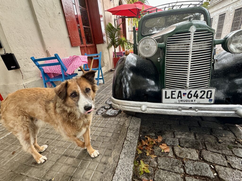 Dog with vintage car