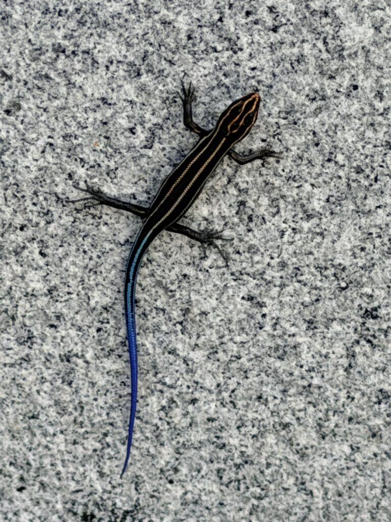 Lizard