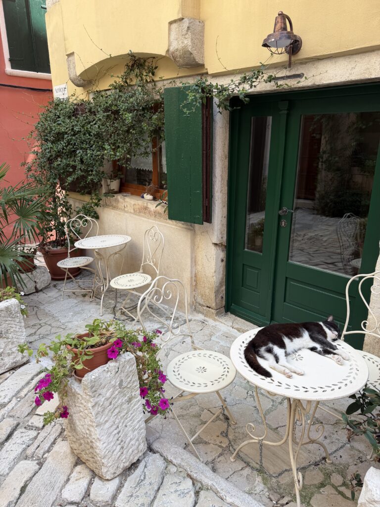 Cat sleeping in front of art shop